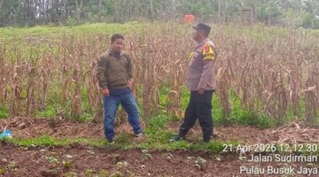 Bhabinkamtibmas Polsek Cerenti Lakukan Peninjauan Lahan Jagung Pipil di Desa Pulau Busuk Jaya, Dukun Ketahanan Pangan