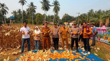 Dukung Asta Cita Presiden, Panen Raya Jagung di Sikakak Hasilkan 1 Ton